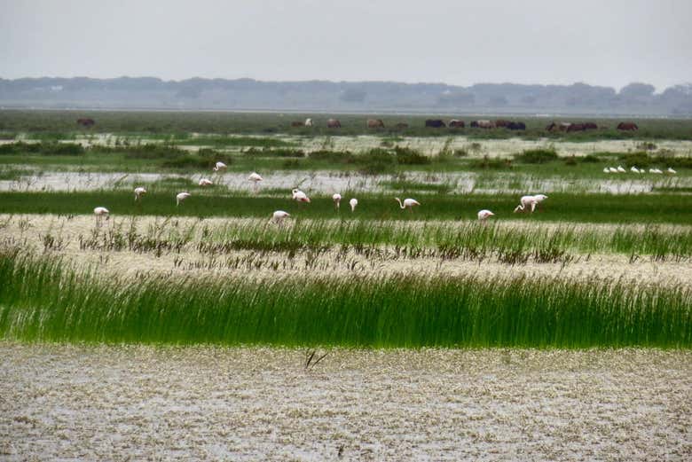 Paisajes de Doñana