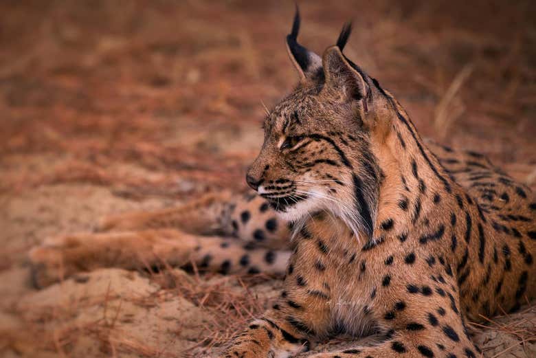 Un ejemplar de lince ibérico