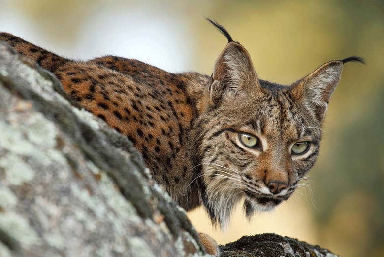 Iberian Lynx in the Doñana