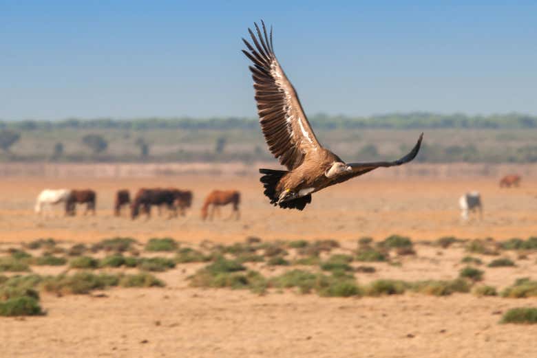 Un buitre volando Doñana