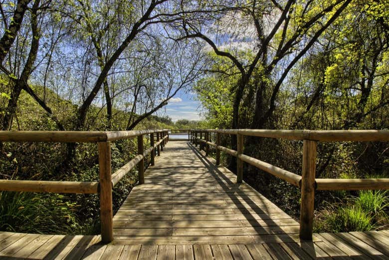 Trails in the Doñana National Park