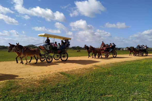 Giro privato in calesse nei dintorni di Doñana ed El Rocío