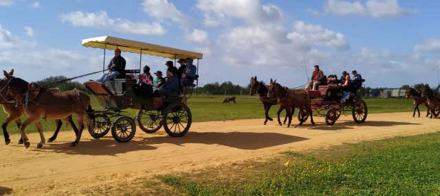 Paseo privado en carreta por los alrededores de Doñana y El Rocío