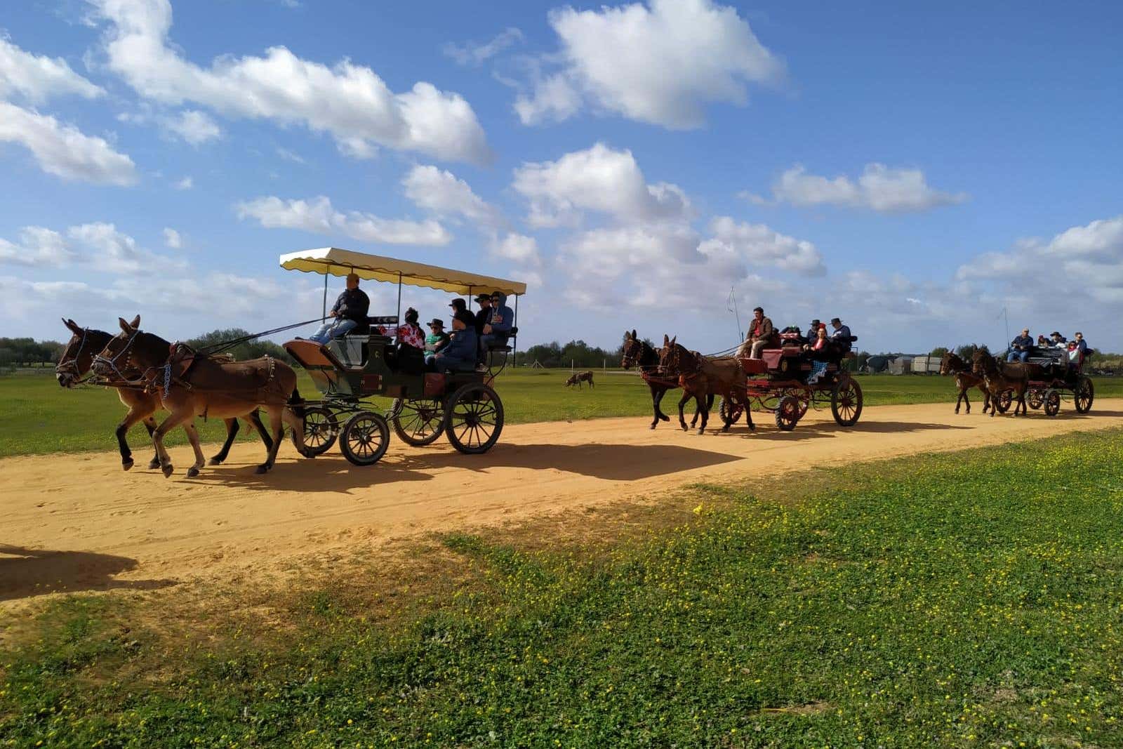 Paseo en carreta por los alrededores de Doñana y El Rocío