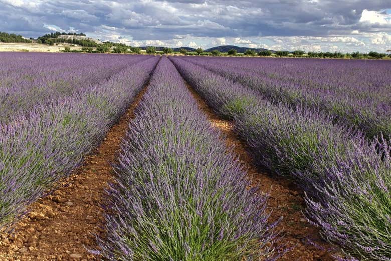 Campos de lavanda