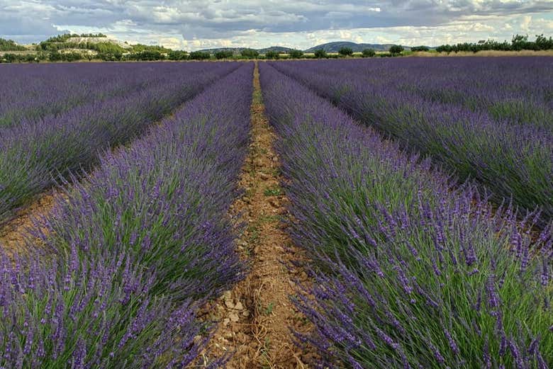 Campi di lavanda del Romeral
