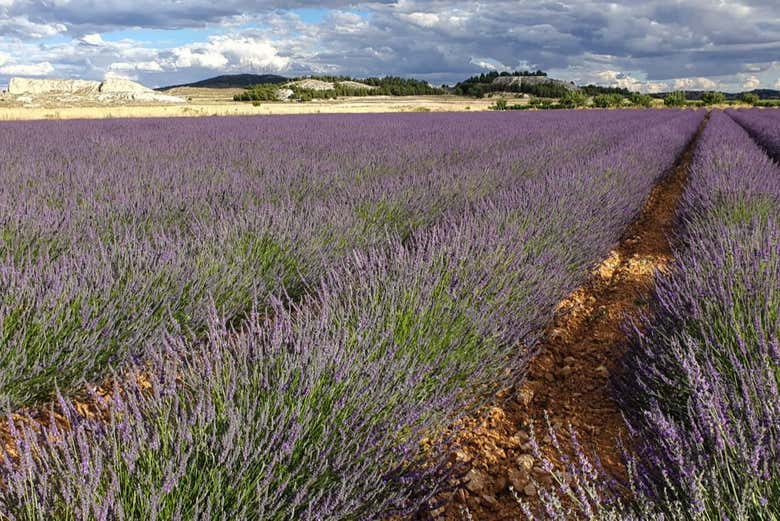 El Romeral e i suoi campi di lavanda