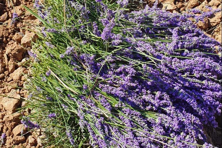 Lavanda del Romeral