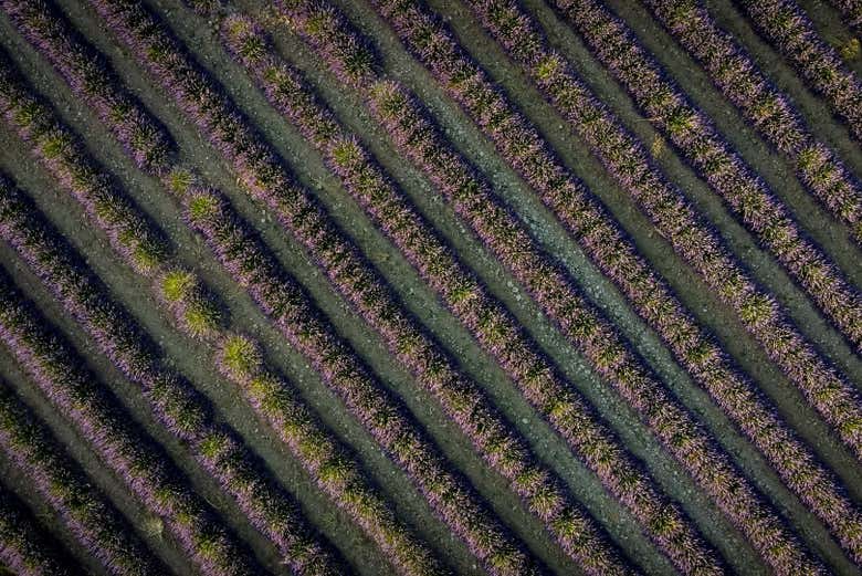Vista aerea di un campo di lavanda