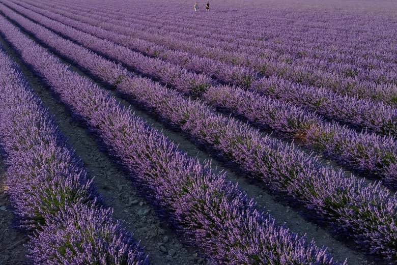 Campi di lavanda
