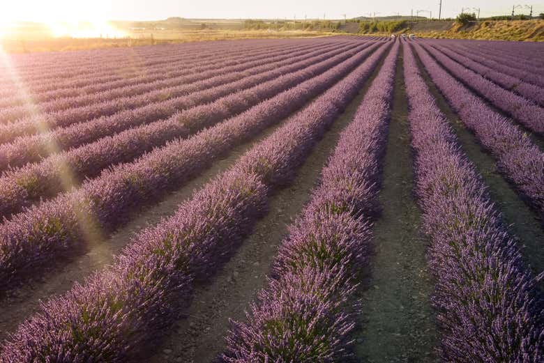 Il tramonto sui campi di lavanda