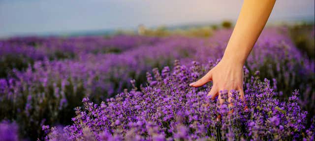 Tour de la lavanda + Molino de El Romeral