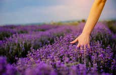 Tour de la lavanda + Molino de El Romeral