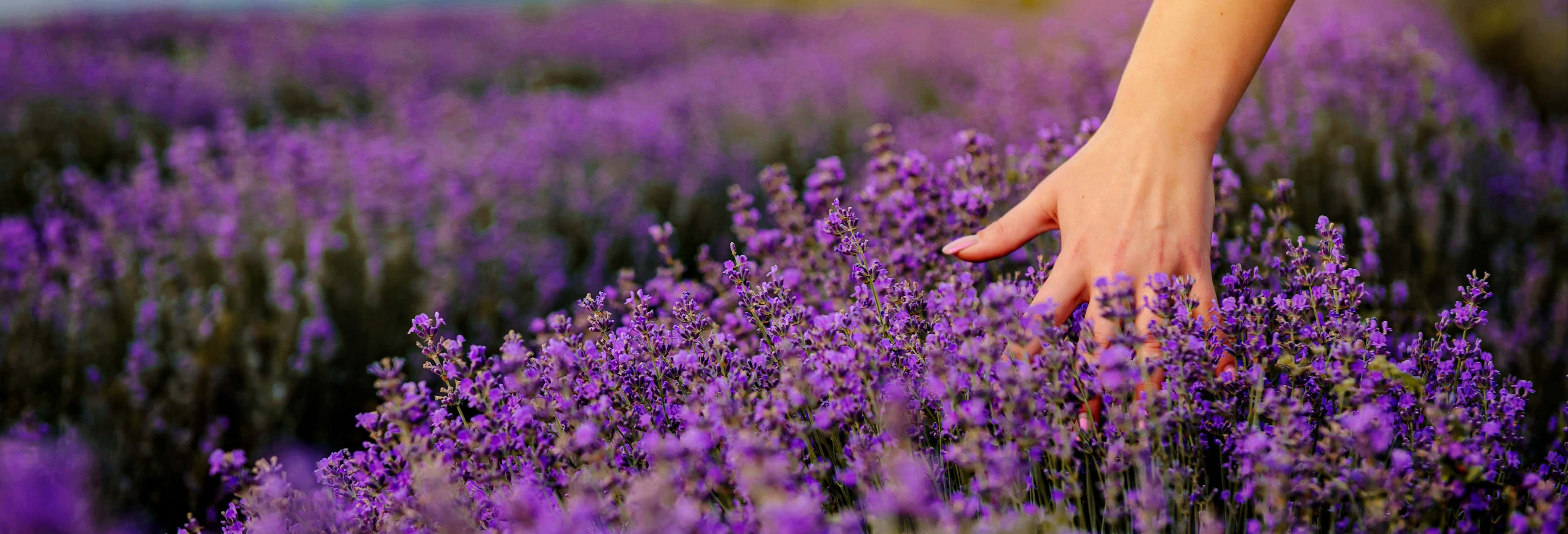 Visitas guiadas y free tours en El Romeral