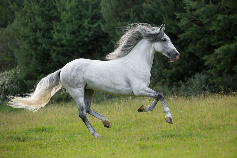 Un caballo de pura raza española