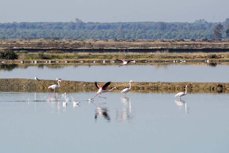 Views of the Odiel Marshes Biosphere Reserve