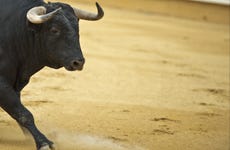 Ruta de toros y vino por el Condado de Huelva