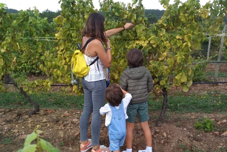 Exploring the vineyards