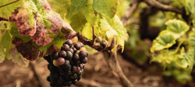 Free tour do vinho por El Sauzal