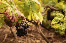 Free tour del vino en El Sauzal