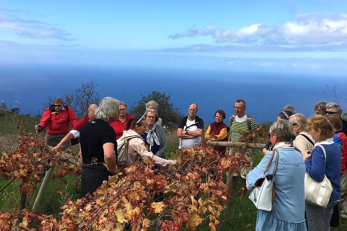 Visitando los viñedos de El Sauzal