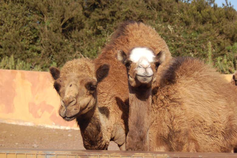 Camel Center