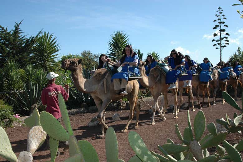 Camels in northern Tenerife