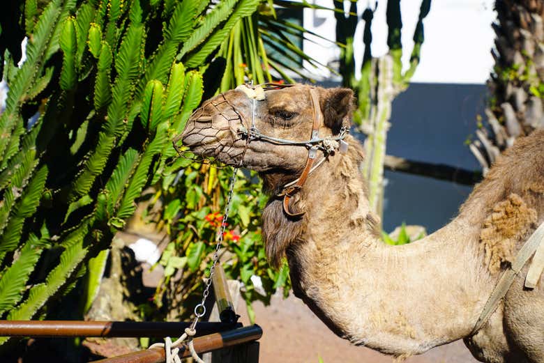 Exploring El Tanque on a camel