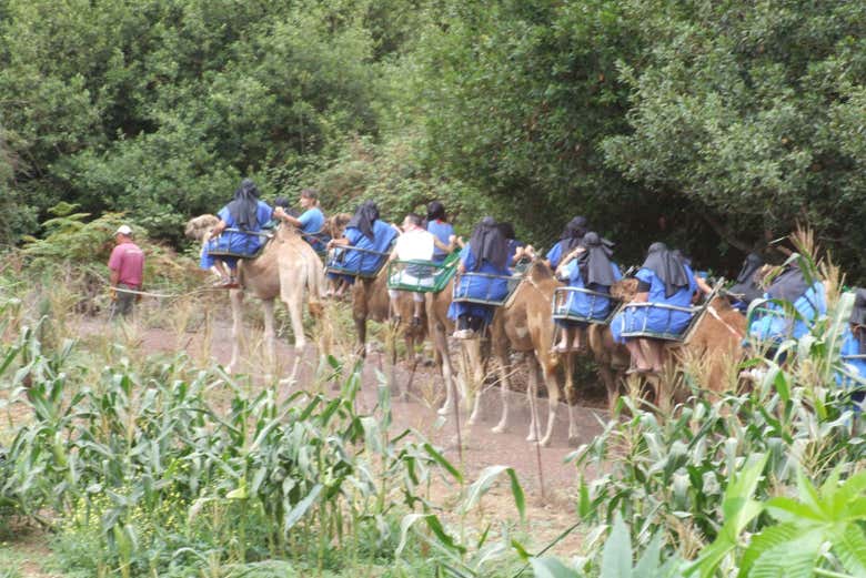 On a camel