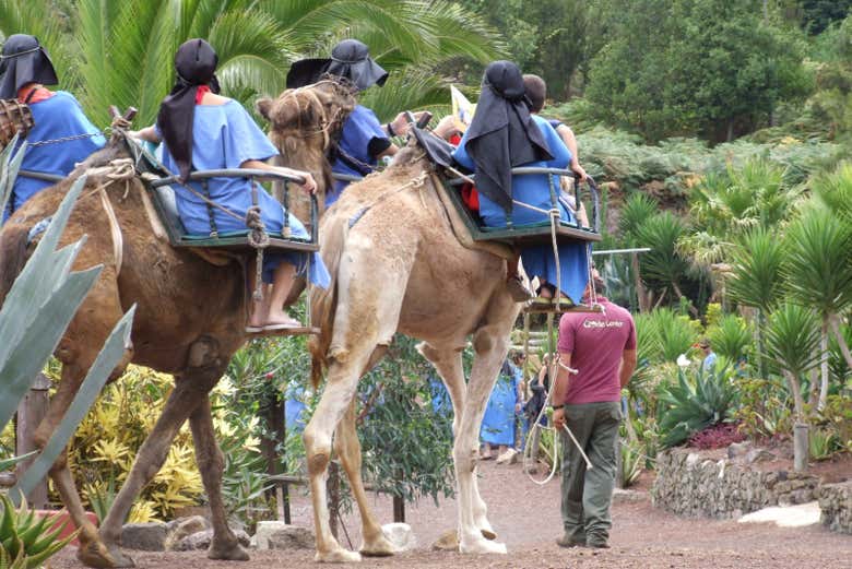 Camel tour