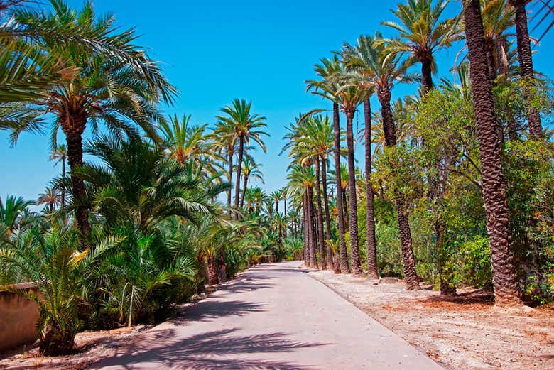 Palmeral de Elche