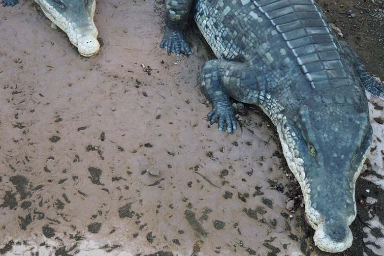 Yacimiento de la Virgen del Campo