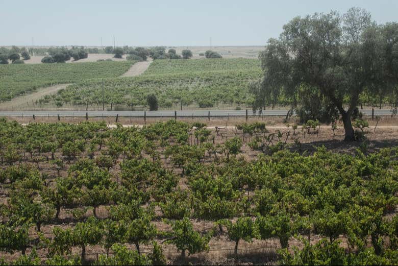 Vamos descobrir que tipos de uvas são cultivadas nestes vinhedos
