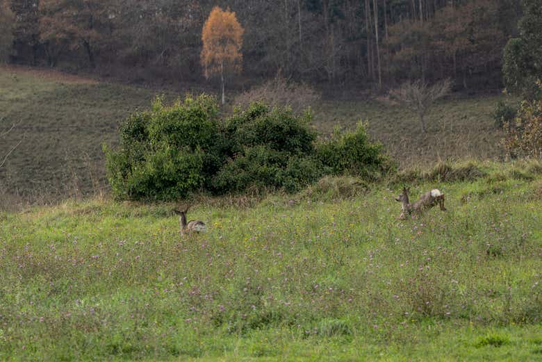 Paisaje de la Sierra Bedular