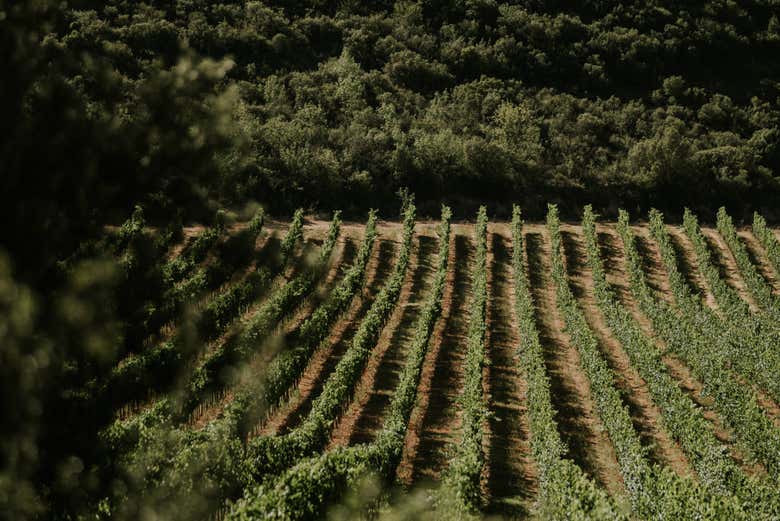 Vinhedos das vinícolas Arínzano