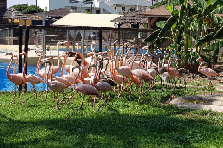 Flamencos junto al lago del Selwo