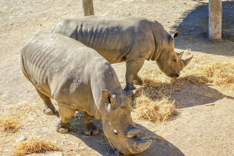 Rinocerontes no Selwo