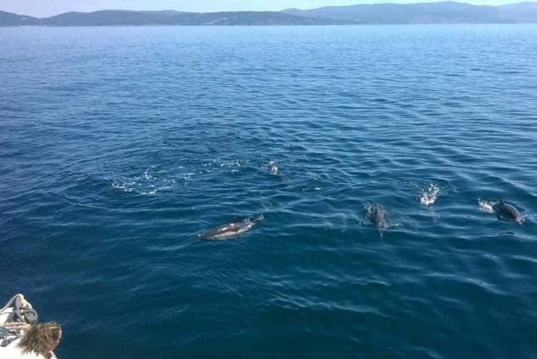 Delfines en Finisterre