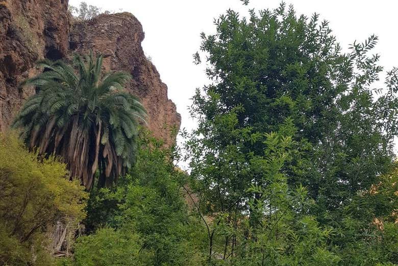 Paesaggi naturali del canyon di Azuaje