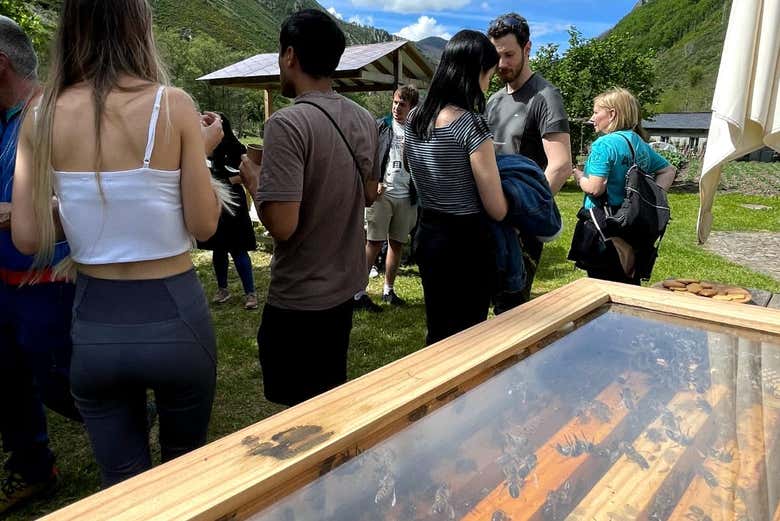 Una colmena en Casa Martín