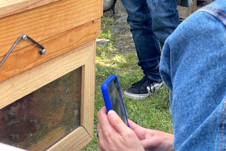 Fotografiando la colmena