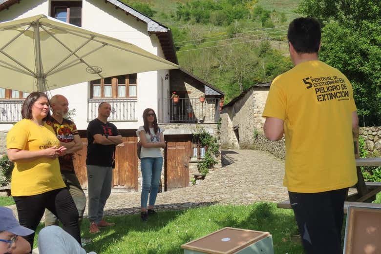 Aprendiendo todo sobre las abejas