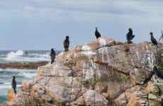 Avistamento de aves em Foz