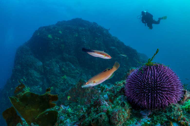 Exploring the seabed