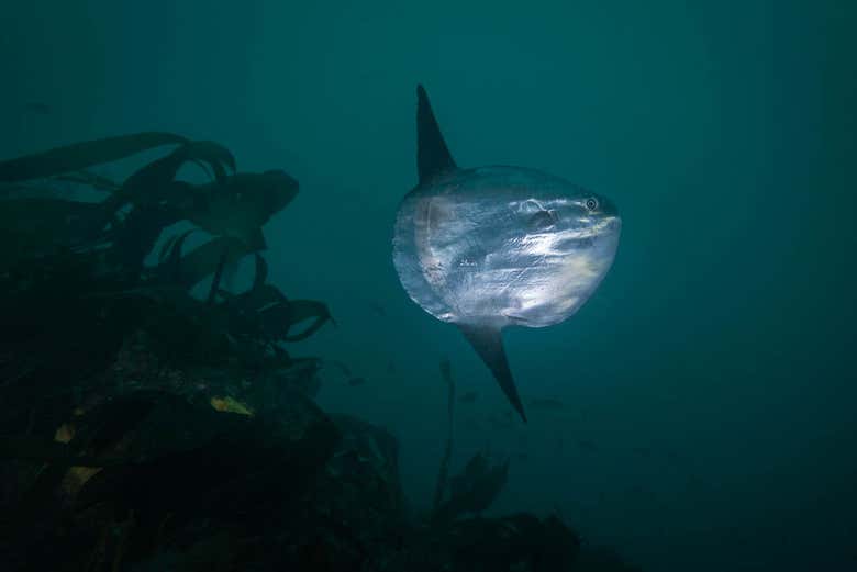 Vita marina nelle acque di Foz