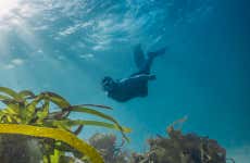 Snorkelling in Foz