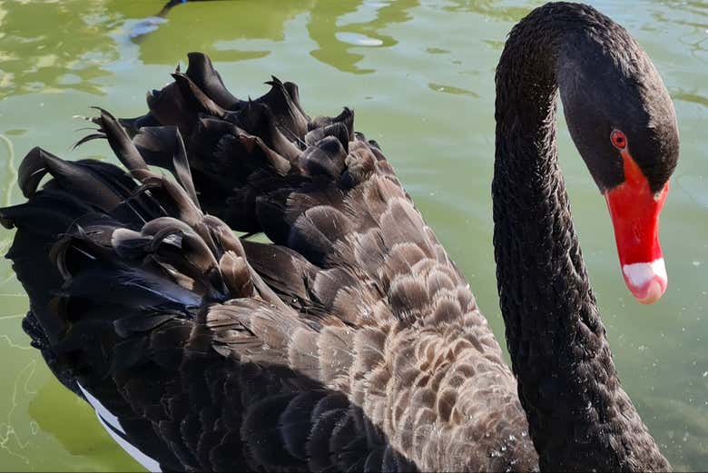 Cisne negro