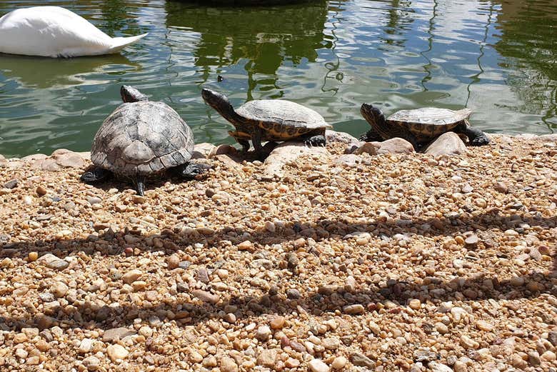 Tortugas en el estanque