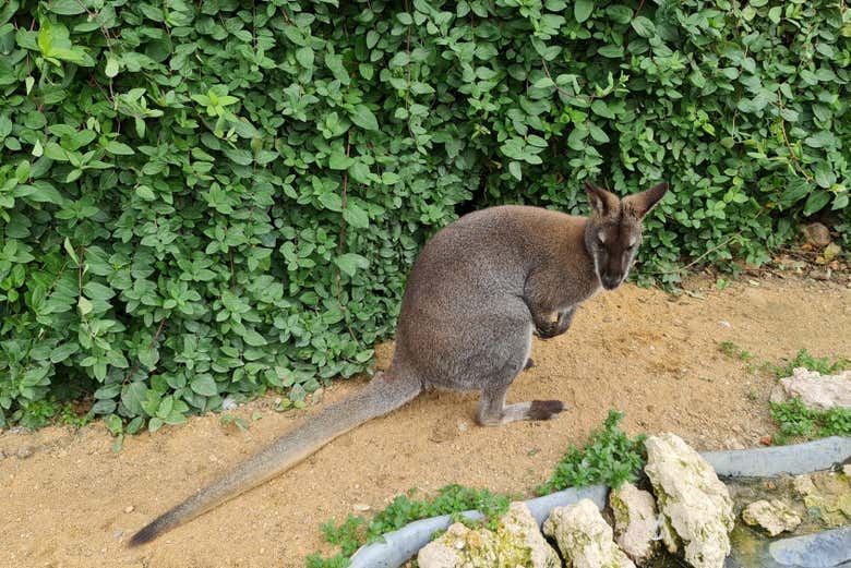 Rodolfo, el wallaby