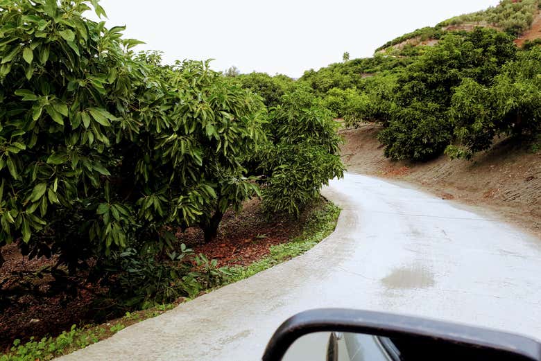 Aguacates en Frigiliana